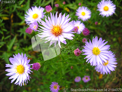 Image of flowers of blue beautiful aster