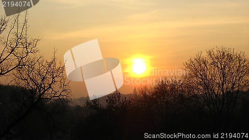 Image of Branch of tree on a background of beautiful decline