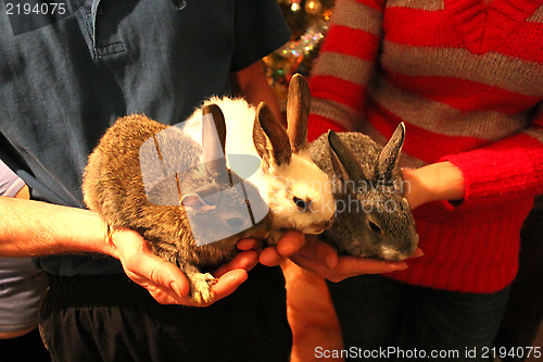 Image of brood of three rabbits in the hands