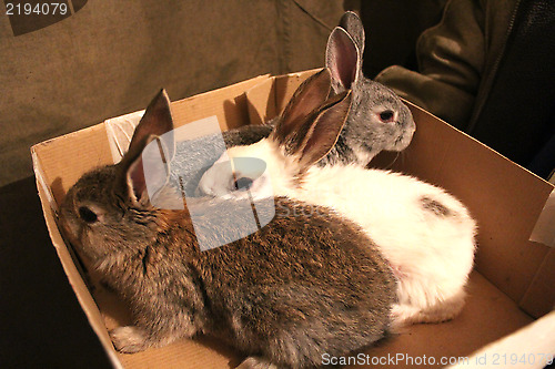 Image of brood of three rabbits in the box