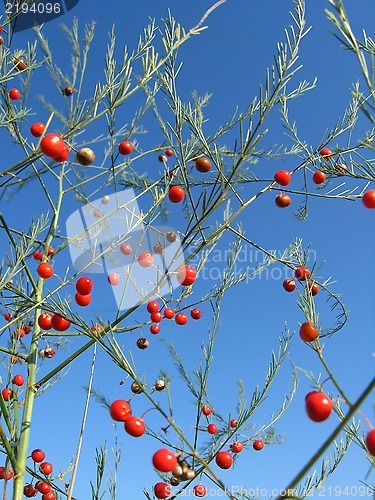 Image of Beautiful plant of asparagus officinalis