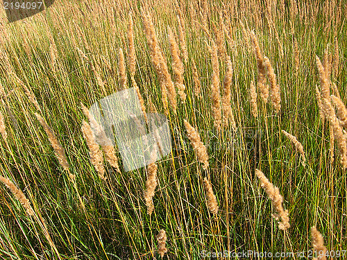 Image of Thrickets of high green grass