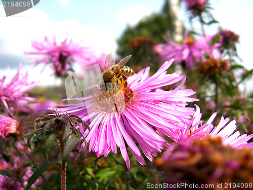 Image of bees sitting on the asters