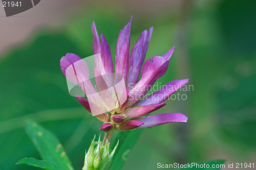 Image of Clover flower