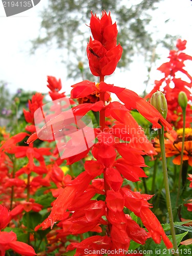 Image of Beautiful fed flowers of salvia