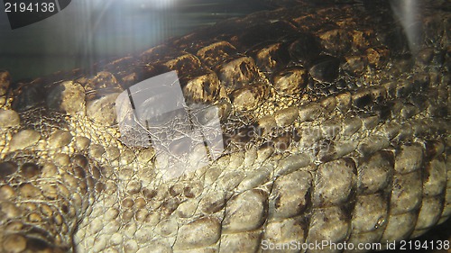 Image of crocodile leather