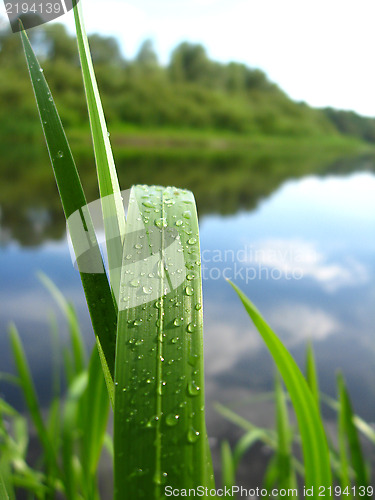 Image of Dewdrop on a green blade near river