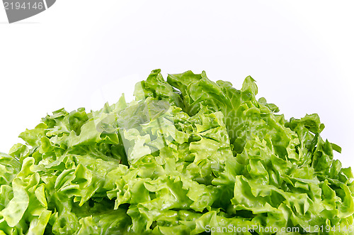 Image of Texture of spring green lettuce leaves isolated on a white backg