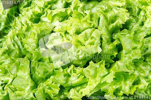 Image of Texture and background of spring green lettuce leaves