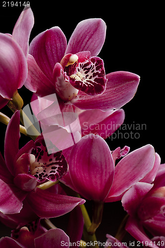 Image of Orchid