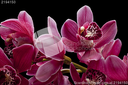 Image of Orchid