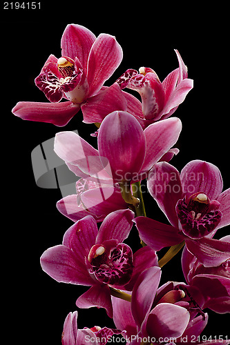 Image of Orchid