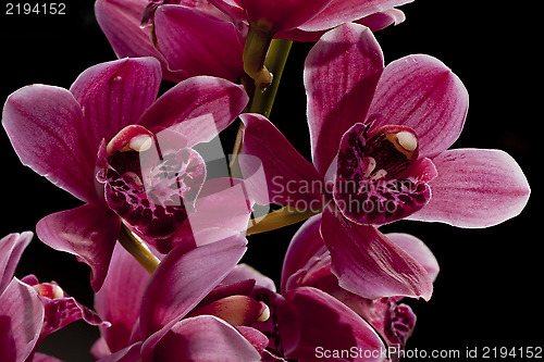 Image of Orchid