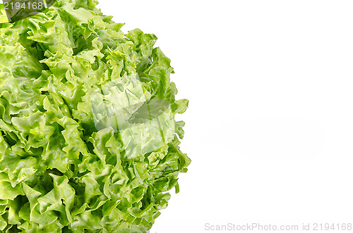 Image of Texture of spring green lettuce leaves isolated on a white backg
