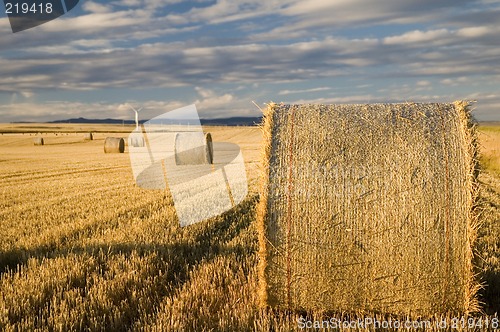 Image of Hay bales 2