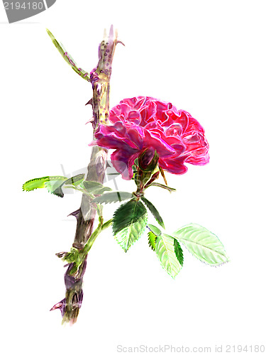 Image of Red rose on a rosebush branch. Isolated.