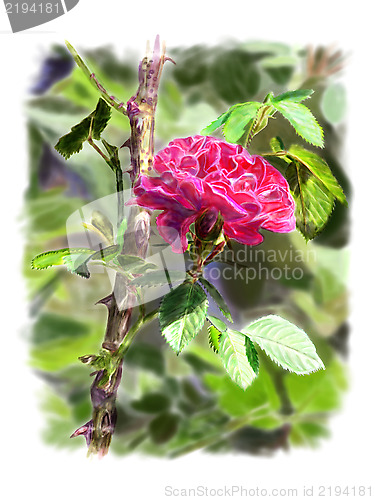 Image of Red rose on a rosebush branch. With background.