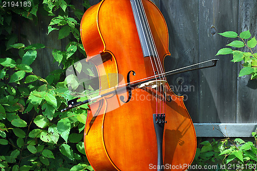 Image of Cello.