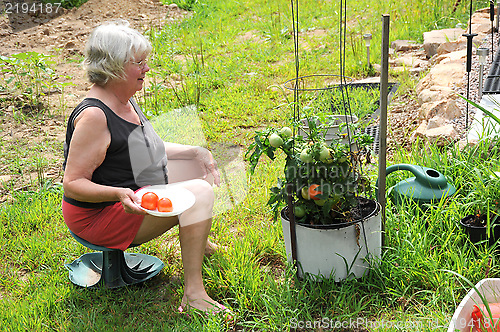 Image of Tomato garden.