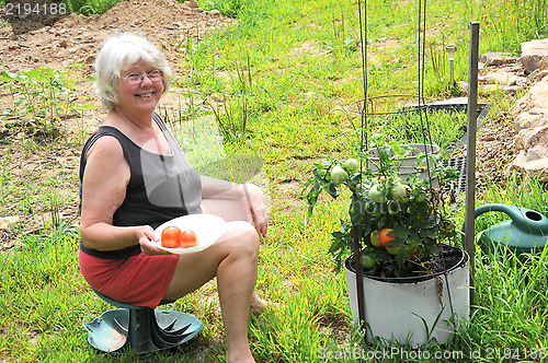 Image of Tomato garden.