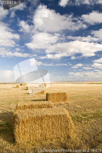 Image of Square hay bales