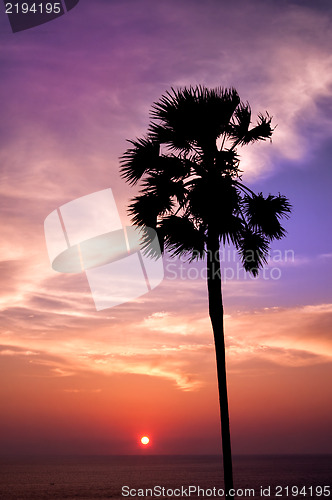 Image of Sunset with palm