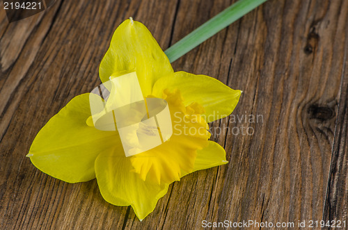 Image of Jonquil flower