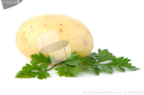 Image of New potato and green parsley