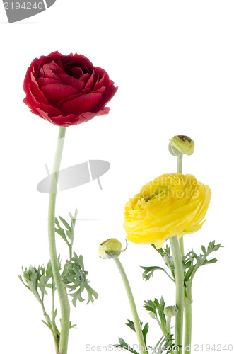 Image of Eustoma flowers