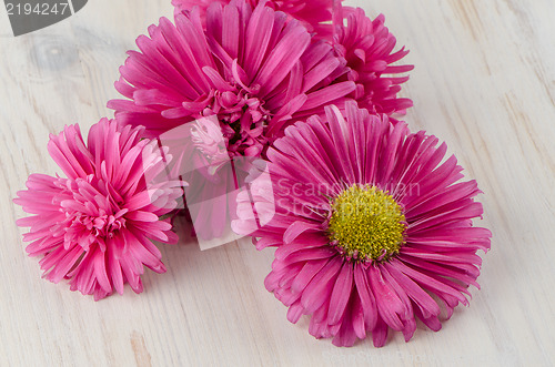 Image of Pink daisy flowers