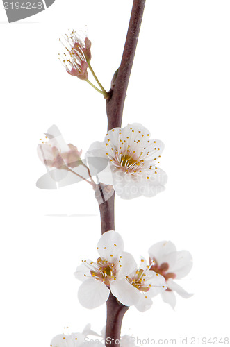 Image of Spring cherry blossom,Closeup. 