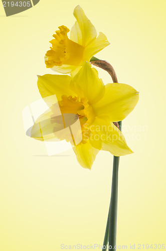 Image of Jonquil flowers