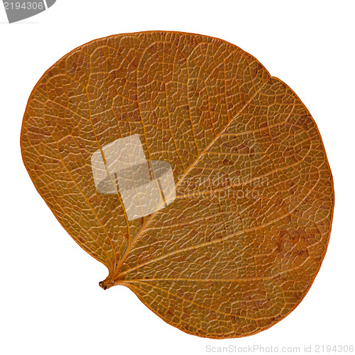 Image of Autumn leaf