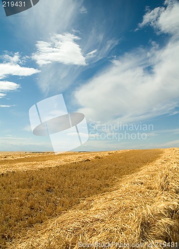 Image of Ripe barley 4