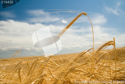 Image of Ripe Barley 1