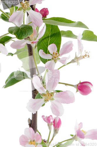 Image of Closeup of Apple blossoms