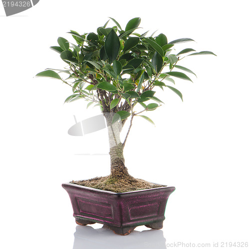 Image of Chinese green bonsai tree