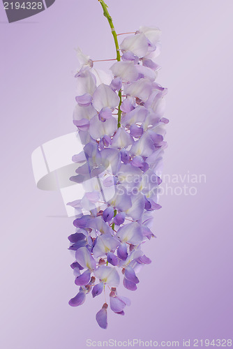 Image of Wisteria flowers