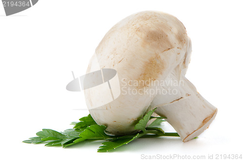 Image of Champignon mushroom and parsley leaves 