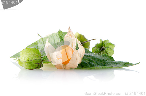 Image of Physalis