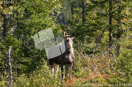 Image of Elk at the edge of a forest