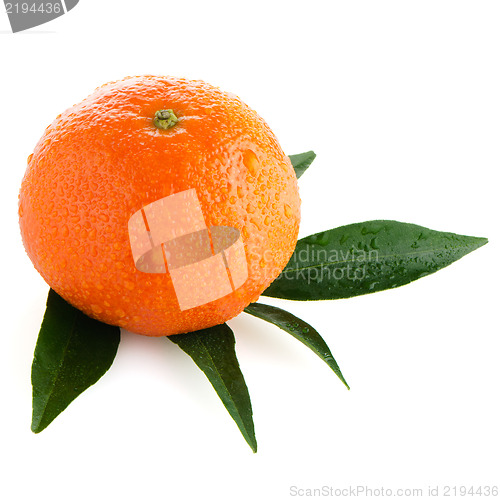 Image of Fresh orange mandarin