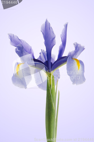 Image of Purple lily flower