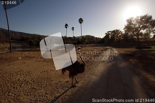 Image of Ostrich