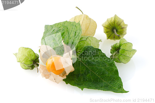 Image of Physalis