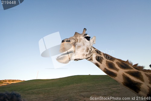 Image of Giraffe Close-up