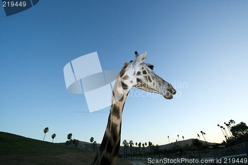 Image of Giraffe Close-up