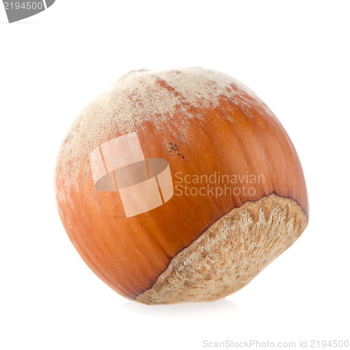 Image of Hazelnut