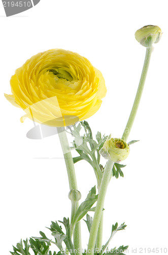 Image of Eustoma flower