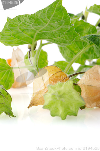 Image of Physalis